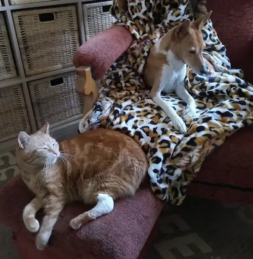 Kočka Štístko a pes Chari